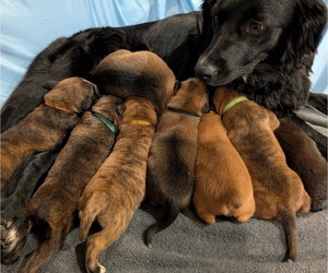 Boxer Litter for sale in FENTON, MI, USA