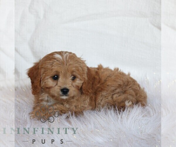 Medium Photo #2 Cavapoo (Miniature) Puppy For Sale in NARVON, PA, USA