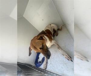 Labrador Retriever-Unknown Mix Dogs for adoption in Houston, TX, USA