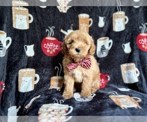 Goldendoodle (Miniature) Puppy for sale in LAKELAND, FL, USA