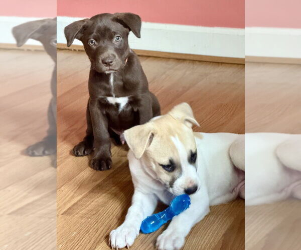 Medium Photo #13 Huskies -Labrador Retriever Mix Puppy For Sale in Raleigh, NC, USA