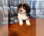 Small Photo #2 Poovanese Puppy For Sale in LEBANON, OR, USA