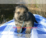 Small #1 German Shepherd Dog