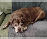 Lady aka Ladybug - BONDED WITH LEO!! - Female Box-a-Pug Dog for Adoption - Small photo
