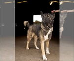 Small #4 Akita