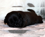 Small Photo #81 Pug Puppy For Sale in WINNSBORO, TX, USA