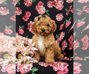 Cavapoo Puppy for sale in STEVENS, PA, USA