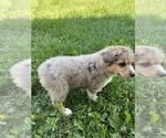 Small Photo #7 Aussie-Corgi Puppy For Sale in DONNELLSON, IA, USA