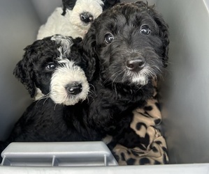 English Cream Golden Retriever-Poodle (Standard) Mix Puppy for Sale in FRANKLIN, Ohio USA