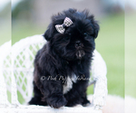 Small Photo #12 Shih Tzu Puppy For Sale in WARSAW, IN, USA