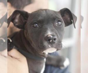 Labrador Retriever-Unknown Mix Dogs for adoption in San Antonio, TX, USA
