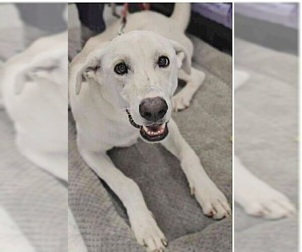 Medium Photo #3 Labrador Retriever-Unknown Mix Puppy For Sale in Genesee, WI, USA