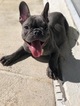 Small Photo #1 French Bulldog Puppy For Sale in WEST PALM BEACH, FL, USA