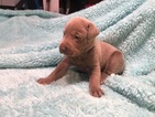 Small #16 Labrador Retriever