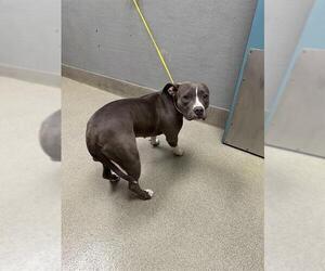 American Pit Bull Terrier-Unknown Mix Dogs for adoption in Las Vegas, NV, USA