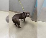 Small American Pit Bull Terrier Mix