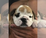 Small Photo #8 English Bulldog Puppy For Sale in STUART, FL, USA