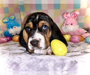 Basset Hound Puppy for sale in BAMBERG, SC, USA