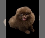 Small #2 Pomeranian