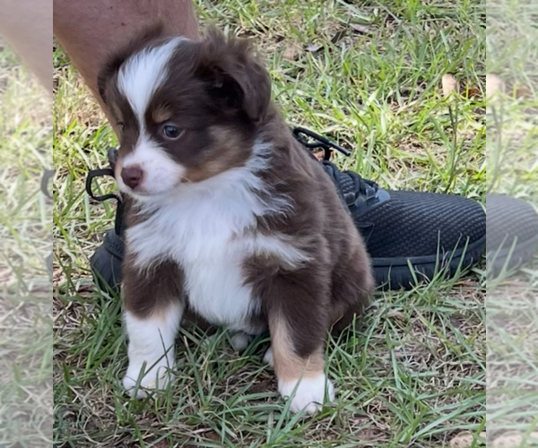 Medium Photo #1 Miniature Australian Shepherd Puppy For Sale in TERRELL, TX, USA