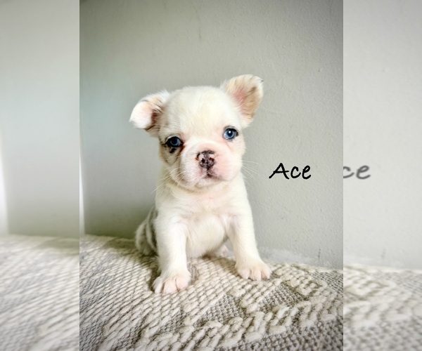 Medium Photo #1 French Bulldog Puppy For Sale in AVON, IN, USA