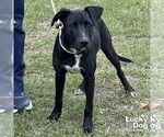 Small Labrador Retriever Mix