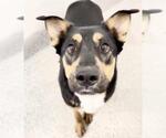 Small #2 German Shepherd Dog Mix