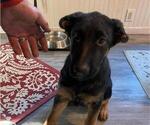 Small Photo #4 German Shepherd Dog Puppy For Sale in O FALLON, IL, USA