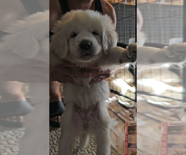 Medium Photo #1 Great Pyrenees Puppy For Sale in Pacifica, CA, USA