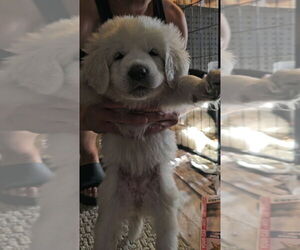 Great Pyrenees Dogs for adoption in Pacifica, CA, USA