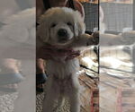 Small Great Pyrenees