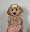 Puppy 6 Maltese-Poodle (Toy) Mix