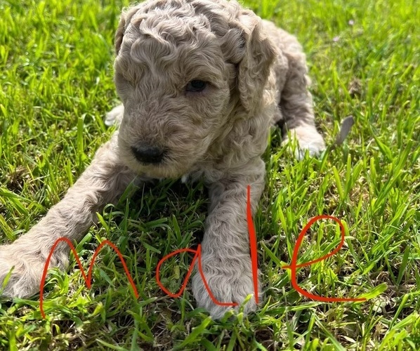 Medium Photo #4 Goldendoodle Puppy For Sale in WEATHERFORD, TX, USA