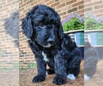Small #4 Aussiedoodle
