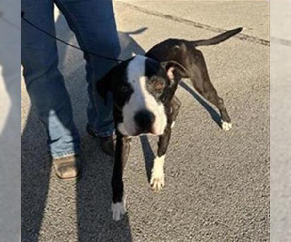 Medium Photo #1 American Pit Bull Terrier-Unknown Mix Puppy For Sale in Houston, TX, USA