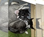 Small Photo #57 Siberian Husky Puppy For Sale in ALTON, IL, USA