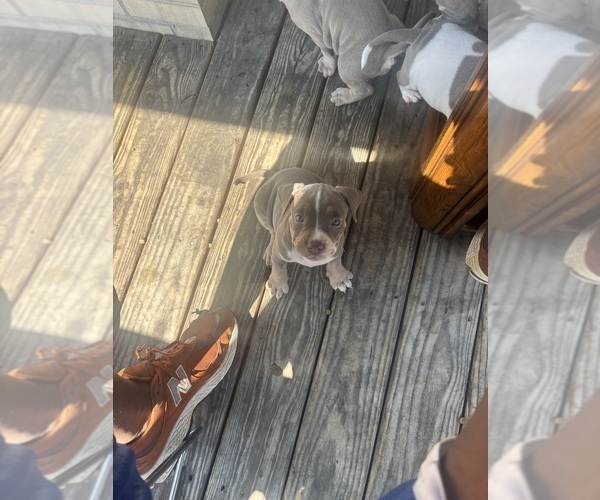 Medium Photo #16 American Bully Puppy For Sale in GLASSPORT, PA, USA