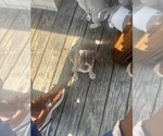 Small #15 American Bully