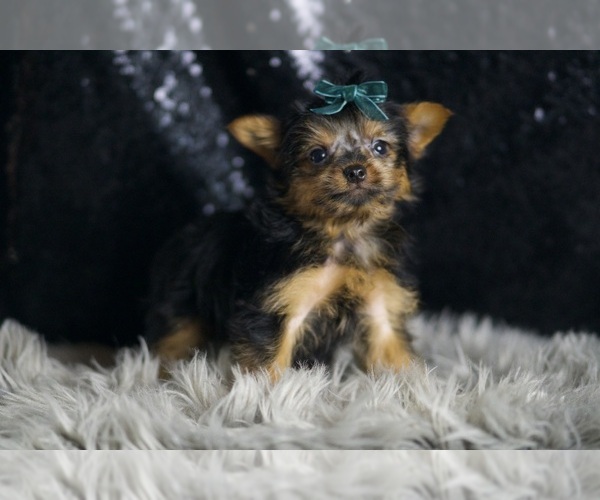 Medium Photo #4 Yorkshire Terrier Puppy For Sale in WARSAW, IN, USA