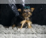 Small #3 Yorkshire Terrier