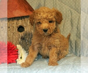 Goldendoodle-Poodle (Miniature) Mix Puppy for sale in PARADISE, PA, USA