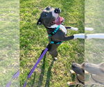 Small #3 American Pit Bull Terrier-American Staffordshire Terrier Mix