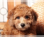 Small #1 Poodle (Toy)