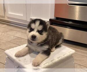 Alaskan Husky Puppy for sale in SAN DIEGO, CA, USA