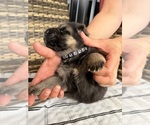 Small #9 German Shepherd Dog