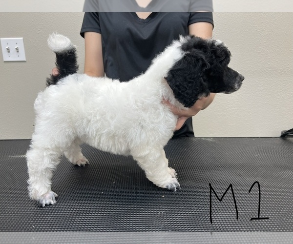 Medium Photo #1 Poodle (Standard) Puppy For Sale in LEANDER, TX, USA
