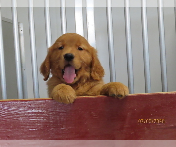 Medium Photo #4 Golden Retriever Puppy For Sale in THORP, WI, USA