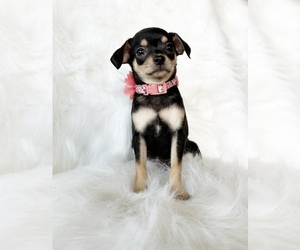 Chihuahua Dog for Adoption in SACRAMENTO, California USA