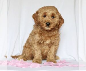 Goldendoodle (Miniature) Puppy for Sale in GAP, Pennsylvania USA