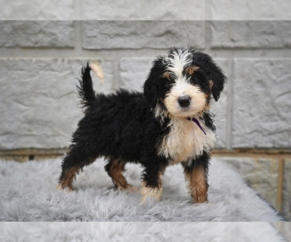 Medium Photo #3 Bernedoodle Puppy For Sale in MILLERSBURG, OH, USA